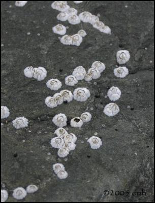 IMG_7213 Barnacles.jpg