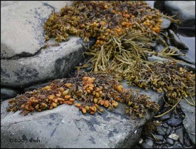 IMG_7215 Kelp.jpg