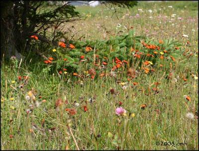 IMG_7232 Orange Hawkweed.jpg