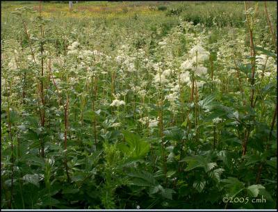 IMG_7237 Cow Parsnip.jpg