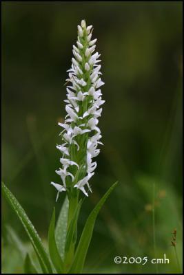 IMG_7254 Scent-bottle Orchid.jpg