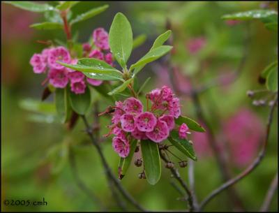 IMG_7257 Sheep Laurel.jpg