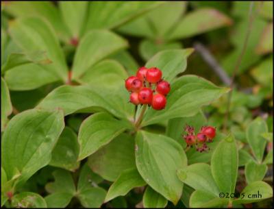IMG_7258 Bunchberry.jpg
