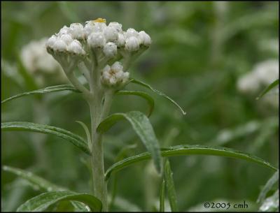 IMG_7260 Pearly Everlasting.jpg
