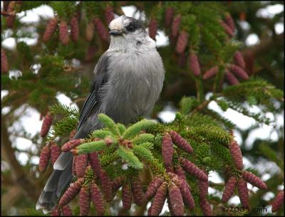 IMG_7272 Gray Jay.jpg