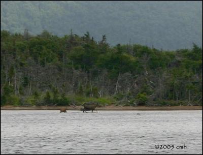 IMG_7308 Cow and Calf Moose.jpg
