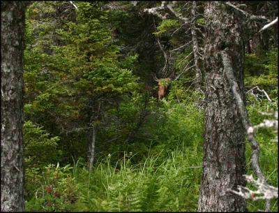 IMG_7309 Moose is the grass.jpg