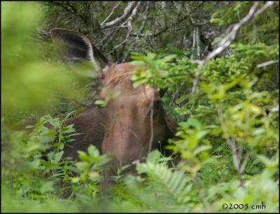 IMG_7314 Moose in the bush.jpg