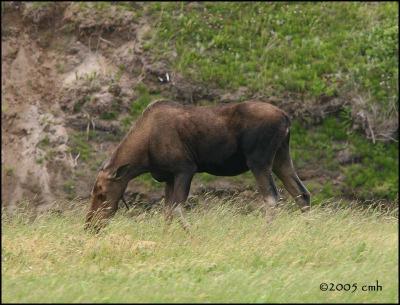 IMG_7327 Moose.jpg