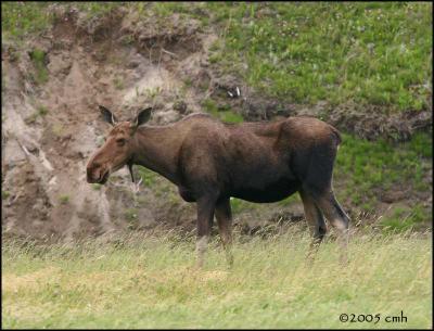 IMG_7334 Moose.jpg