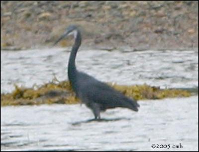 IMG_7374 Western Reef Heron.jpg