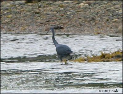 IMG_7377 Western Reef Heron.jpg
