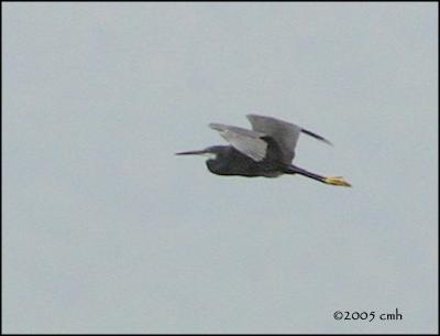 IMG_7387 Western Reef Heron.jpg