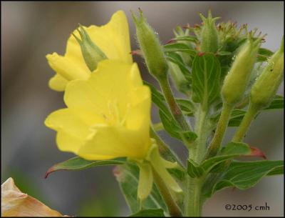 IMG_7391 Evening Primrose.jpg
