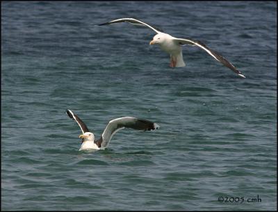 IMG_7394 Great Black-backed Gulls.jpg
