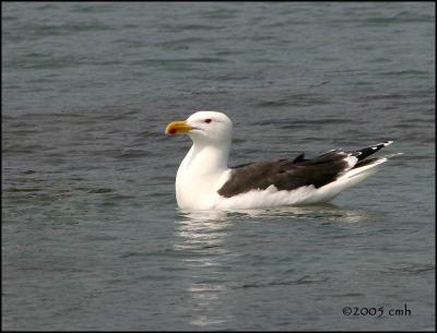 IMG_7395 Great Black-backed Gull.jpg