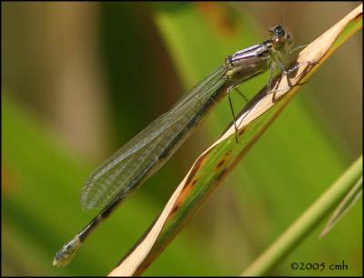 IMG_7423 Northern/Boreal Bluet.jpg