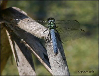 IMG_7431Eastern Pondhawk semimature male.jpg