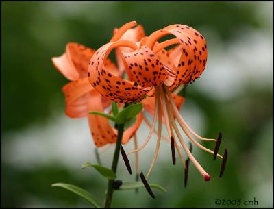 IMG_7512 Tiger Lily.jpg