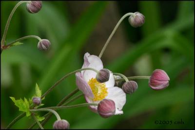 IMG_7518 Japanese Anemone.jpg
