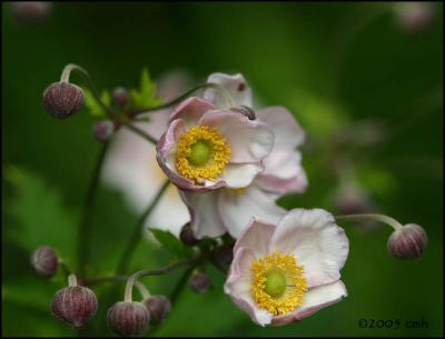 IMG_7519 Japanese Anemone.jpg