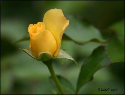 IMG_7521 Yellow Rose Bud.jpg