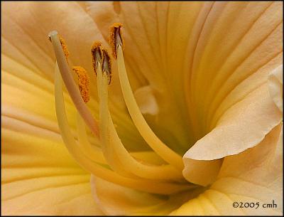 IMG_7523 Peach Lily stamens.jpg