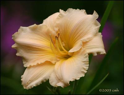 IMG_7523 Peach Lily.jpg