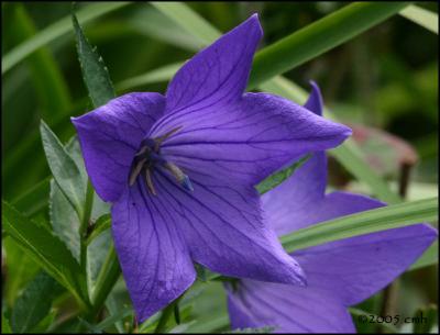 IMG_7533 Balloon Flower.jpg