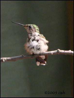 v3/64/512164/3/47680148.IMG_7548RubythroatedHummingbird.jpg