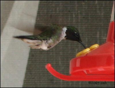 v3/64/512164/3/47680149.IMG_7575RubythroatedHummingbird.jpg