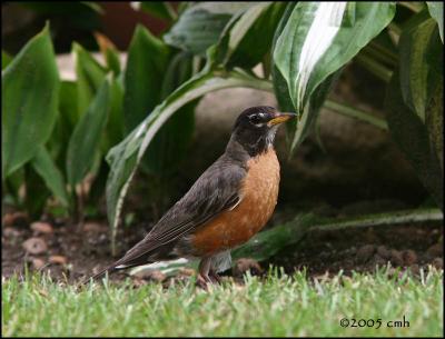 IMG_7581 American Robin.jpg