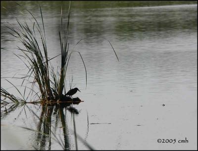 IMG_7612 Green Heron sillouhette.jpg