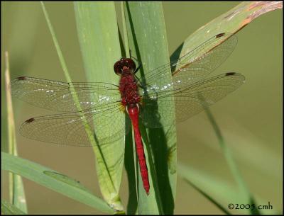 7655 Meadowhawk sp