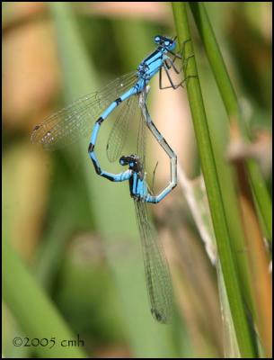 7670 Northern/Boreal Bluets