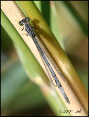 IMG_7671 Eastern Forktail female.jpg