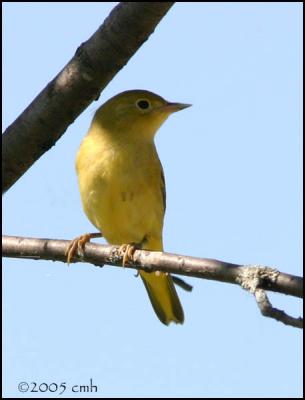IMG_7691 Yellow Warbler female.jpg