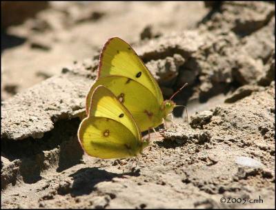 IMG_7794 Clouded Sulphur.jpg