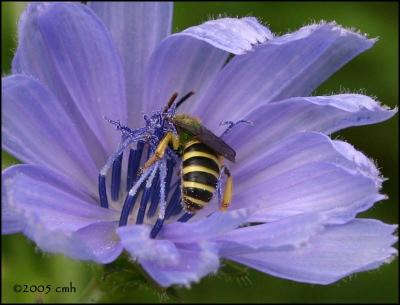 IMG_7830 Metallic Green Bee and Blue Flower.jpg