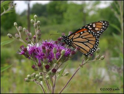 IMG_7845 Monarch.jpg