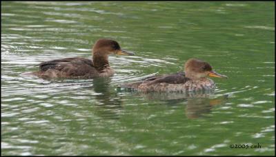 v3/64/512164/3/48663888.IMG_7859HoodedMerganser.jpg