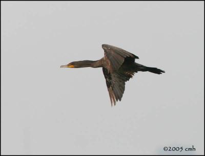 v3/64/512164/3/48663891.IMG_7890DoublecrestedCormorant.jpg