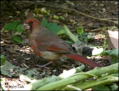 IMG_7905 Northern Cardinal juv male.jpg
