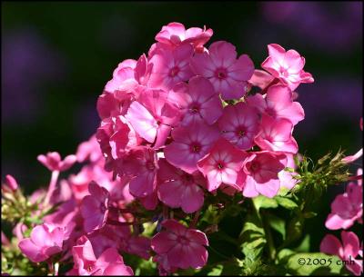 IMG_7911 Pink Phlox.jpg