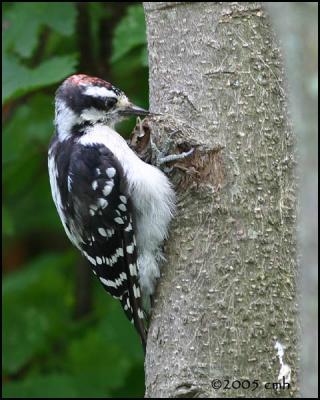 IMG_7980 Downy Woodpecker juv male.jpg