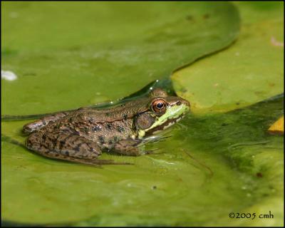 IMG_8034 Green Frog.jpg