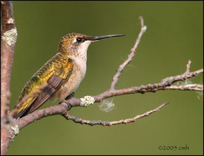 v3/64/512164/3/48664845.IMG_8115RubythroatedHummingbird.jpg