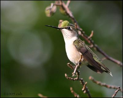 v3/64/512164/3/48664850.IMG_8134RubythroatedHummingbird.jpg