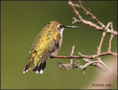 v3/64/512164/3/48664851.IMG_8140RubythroatedHummingbird.jpg