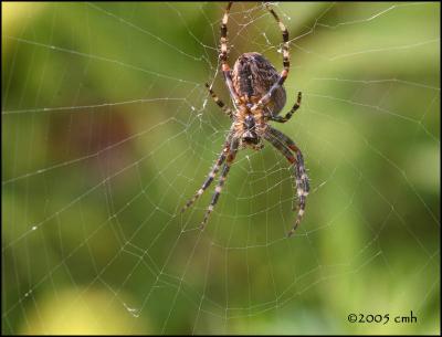 IMG_8156 Argiope Spider.jpg